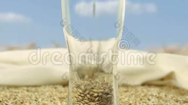 大麦麦芽和小麦填充一个玻璃，用于制作工艺啤酒和酒精威士忌。 啤酒的有机和天然